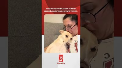 Barınaktan sahiplenilen köpeğin kendisine gösterilen sevgiye tepkisi… 📶https://kanal3.com.tr/ Sosyal Medya