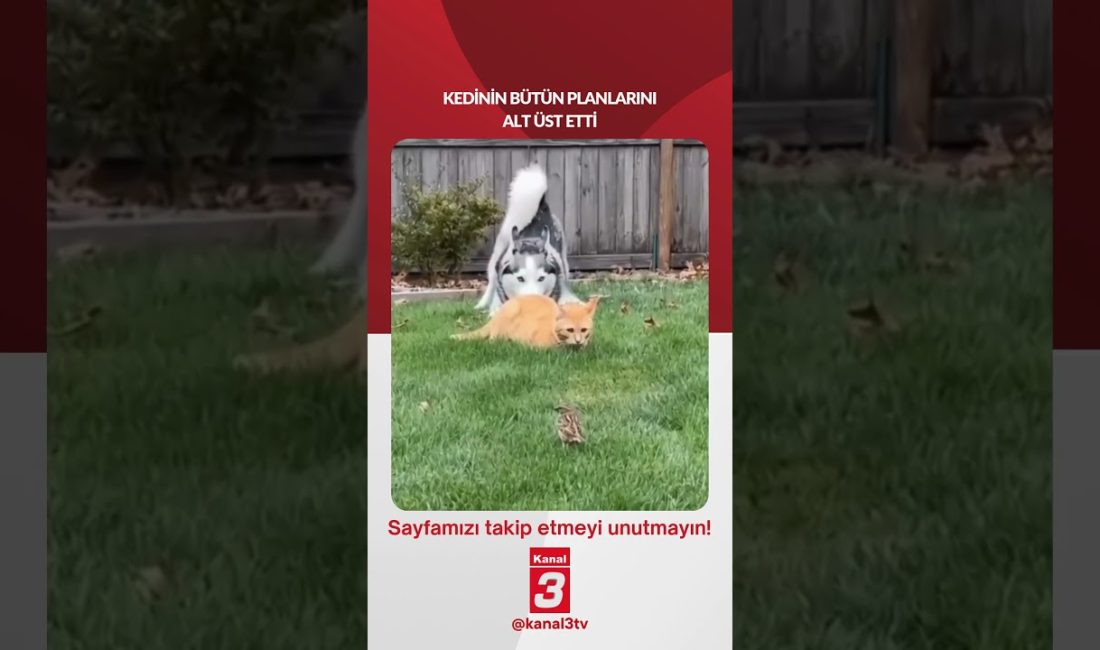 Kedinin bütün planlarını alt üst etti… 📶https://kanal3.com.tr/ Sosyal Medya Hesaplarımızı