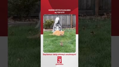 Kanal 3Cts, Temmuz 18, 2026 4:00pmURL:Embed:Kedinin bütün planlarını alt üst