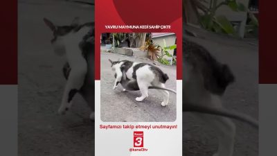 Yavru maymuna kedi sahip çıktı! 📶https://kanal3.com.tr/ Sosyal Medya Hesaplarımızı Takip