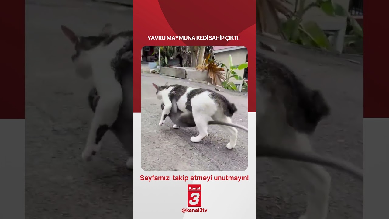 Yavru maymuna kedi sahip çıktı! 📶https://kanal3.com.tr/ Sosyal Medya Hesaplarımızı Takip