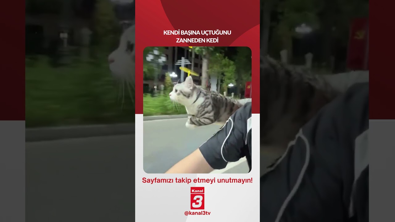 Kendi başına uçtuğunu zanneden kedi… 📶https://kanal3.com.tr/ Sosyal Medya Hesaplarımızı Takip