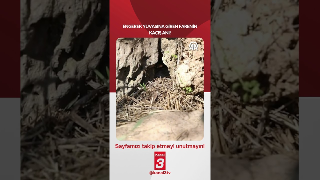 Engerek yuvasına giren farenin kaçış anı! 📶https://kanal3.com.tr/ Sosyal Medya Hesaplarımızı