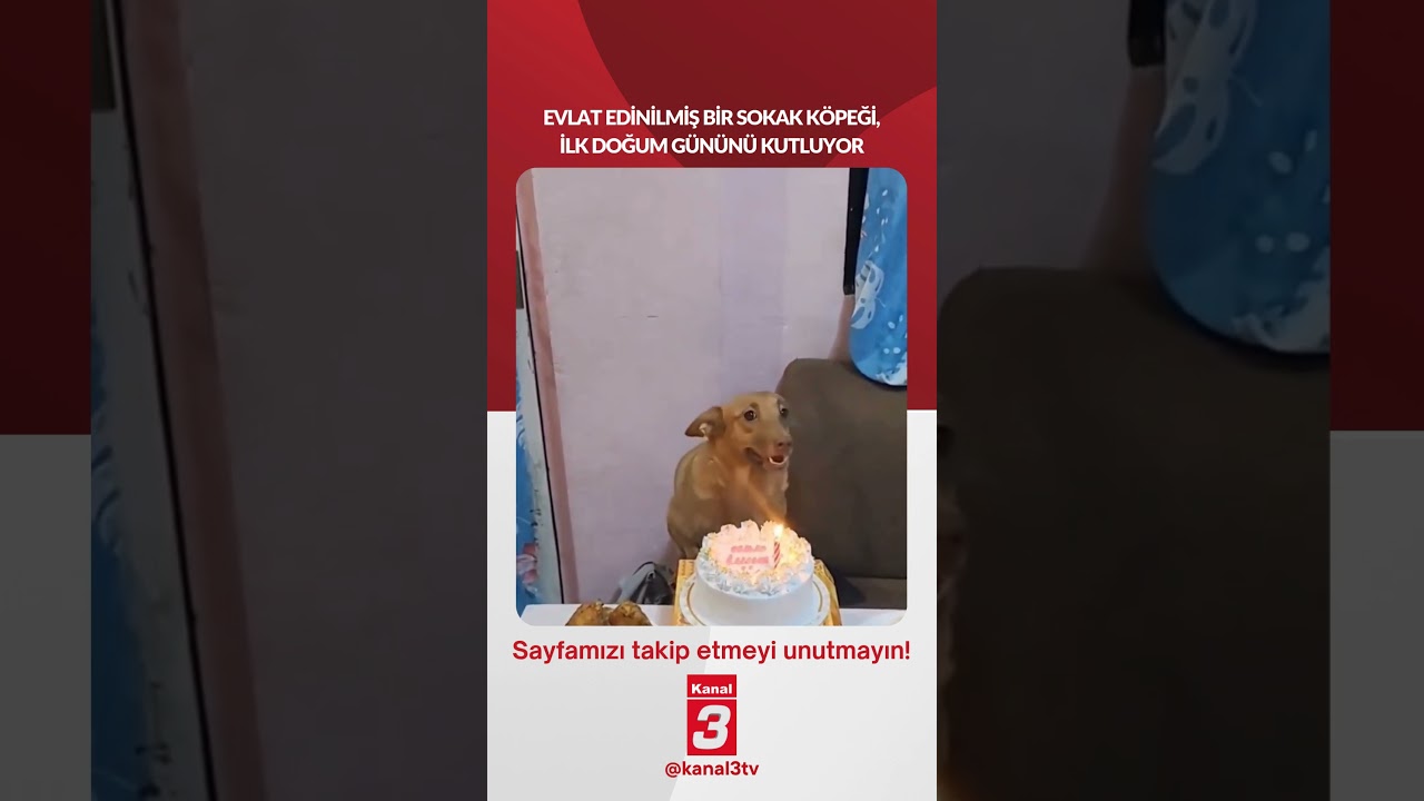 Evlat edinilmiş bir sokak köpeği, ilk doğum gününü kutluyor… 📶https://kanal3.com.tr/
