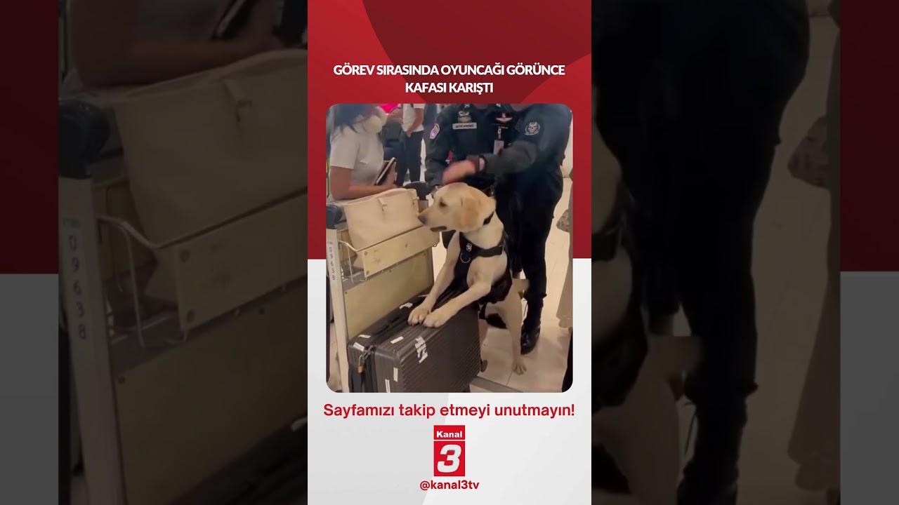Görev sırasında oyuncağı görünce kafası karıştı… 📶https://kanal3.com.tr/ Sosyal Medya Hesaplarımızı