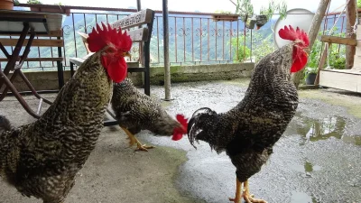 Trabzon’un Çarşıbaşı ilçesinde yaşayan Gökhan Kum, eğittiği horozlarıyla sosyal medyada