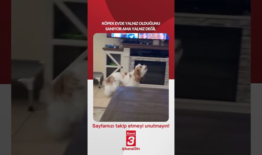 Köpek evde yalnız olduğunu sanıyor ama yalnız değil… 📶https://kanal3.com.tr/ Sosyal