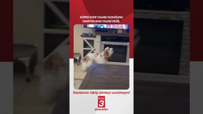 Köpek evde yalnız olduğunu sanıyor ama yalnız değil… 📶https://kanal3.com.tr/ Sosyal