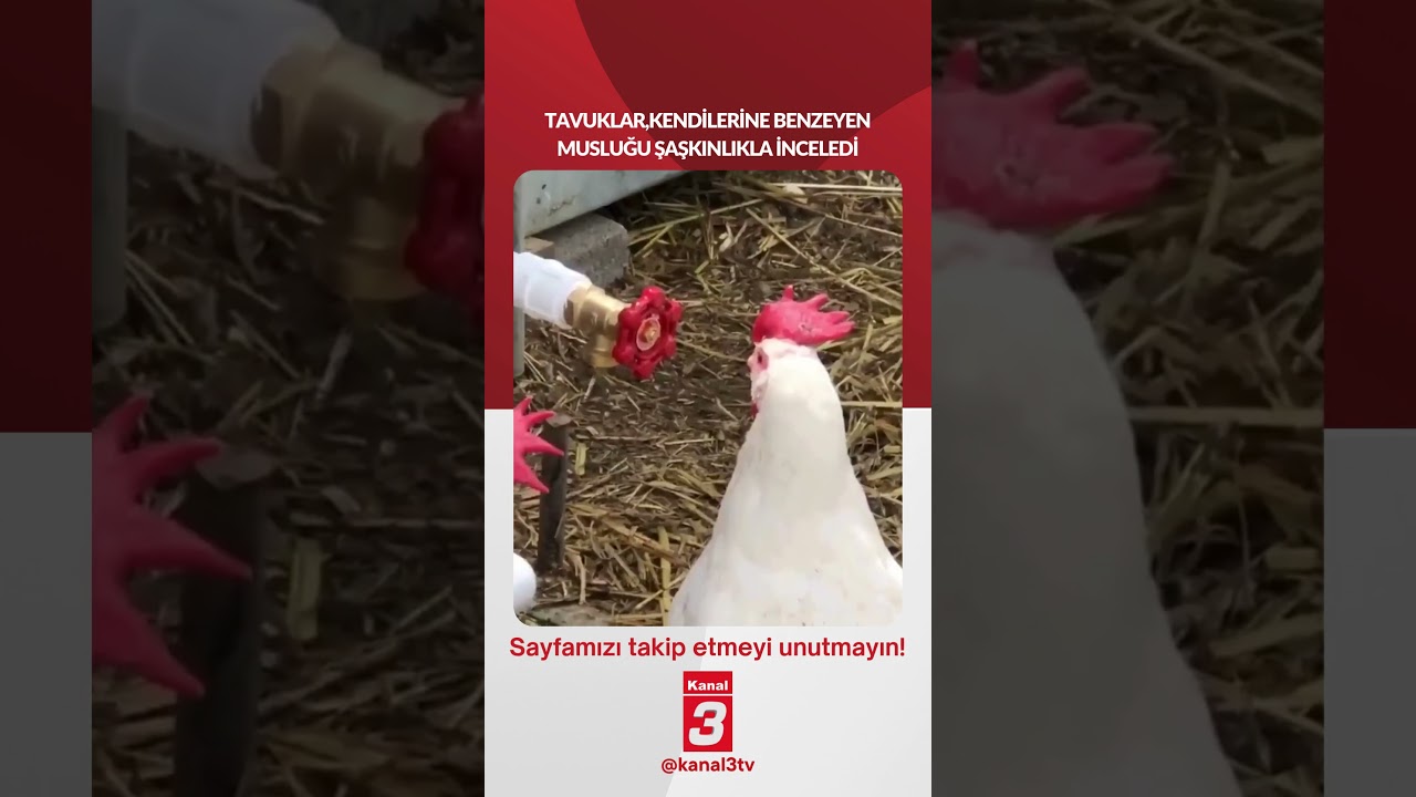 Tavuklar,kendilerine benzeyen musluğu şaşkınlıkla inceledi… 📶https://kanal3.com.tr/ Sosyal Medya Hesaplarımızı Takip