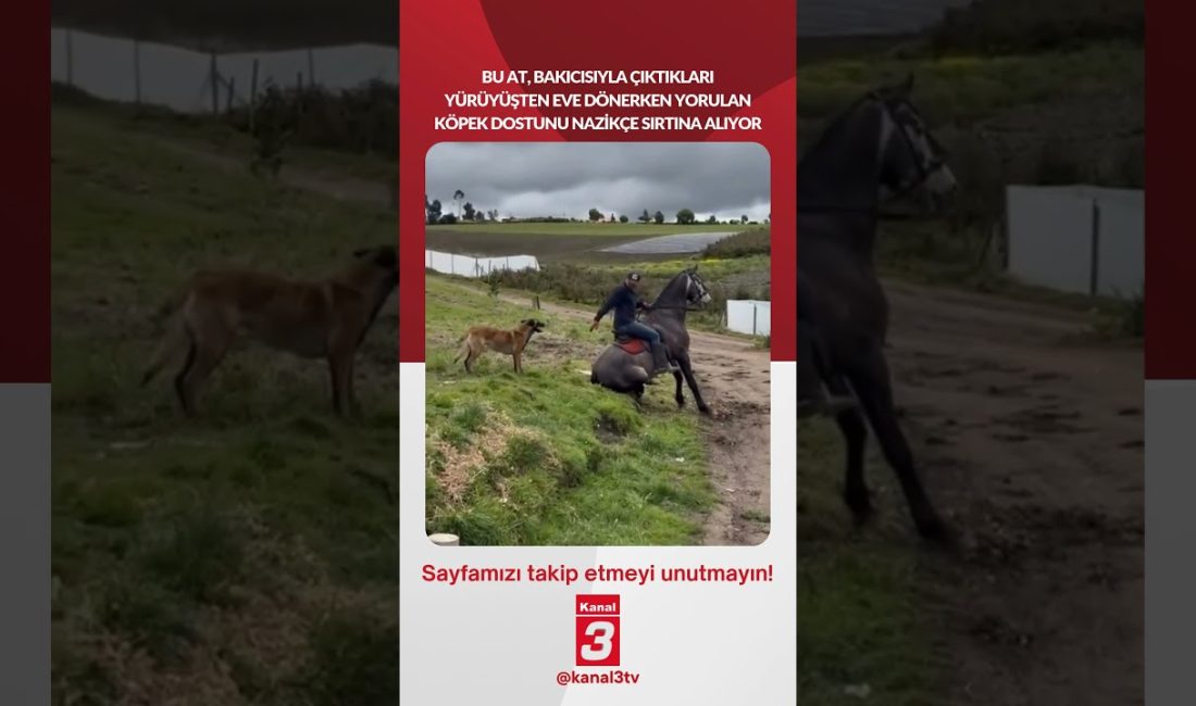 Bu at, bakıcısıyla çıktıkları yürüyüşten eve dönerken yorulan köpek dostunu