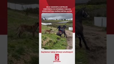 Bu at, bakıcısıyla çıktıkları yürüyüşten eve dönerken yorulan köpek dostunu