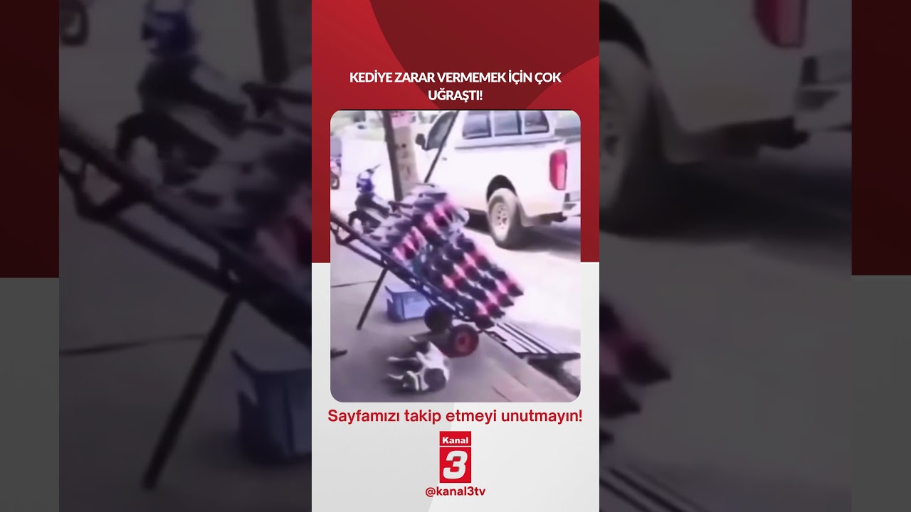 Kediye zarar vermemek için çok uğraştı! 📶https://kanal3.com.tr/ Sosyal Medya Hesaplarımızı