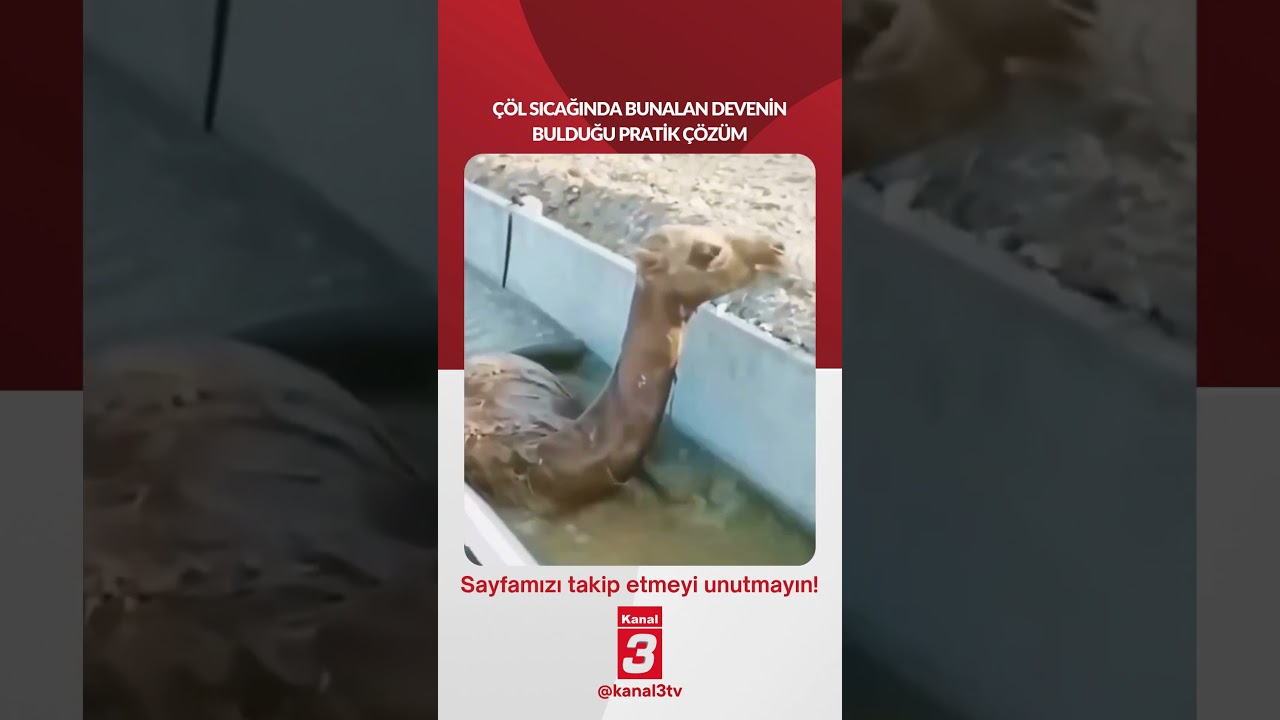 Çöl sıcağında bunalan devenin bulduğu pratik çözüm… 📶https://kanal3.com.tr/ Sosyal Medya