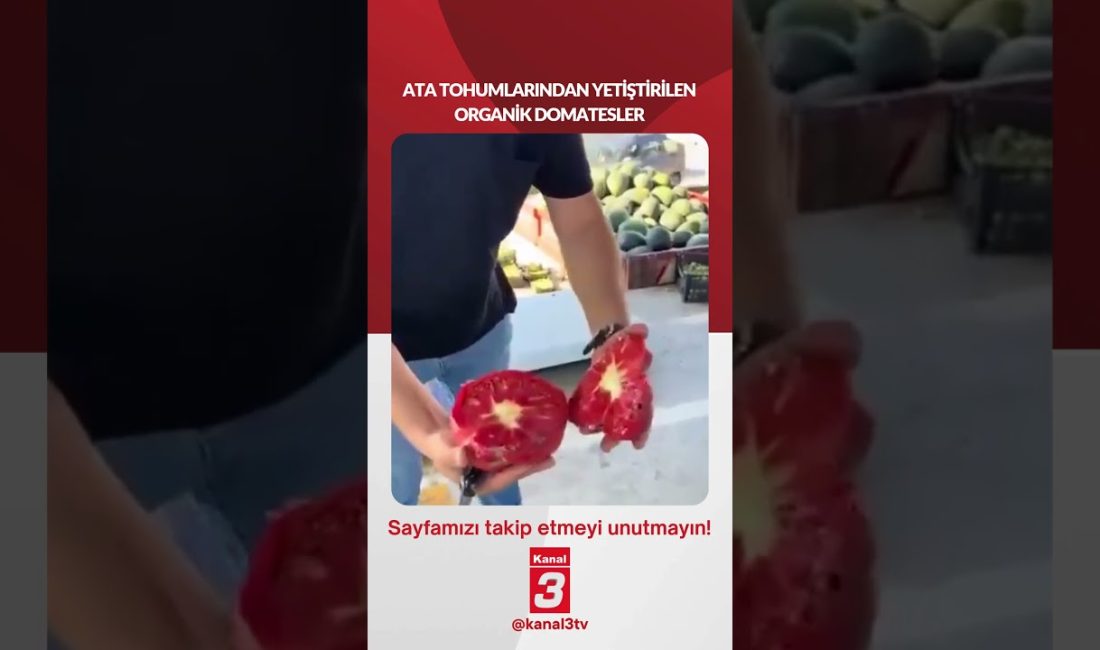 ATA TOHUMLARINDAN YETİŞTİRİLEN ORGANİK DOMATESLER 📶https://kanal3.com.tr/ Sosyal Medya Hesaplarımızı Takip