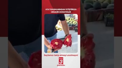 ATA TOHUMLARINDAN YETİŞTİRİLEN ORGANİK DOMATESLER 📶https://kanal3.com.tr/ Sosyal Medya Hesaplarımızı Takip