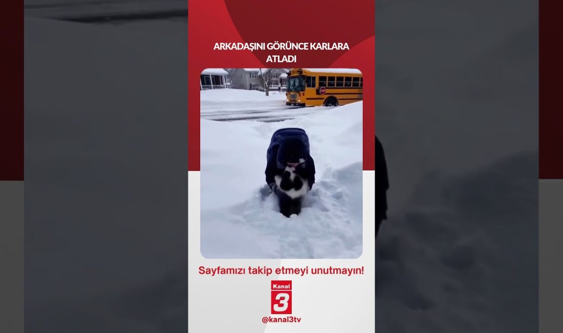 ARKADAŞINI GÖRÜNCE KARLARA ATLADI 📶https://kanal3.com.tr/ Sosyal Medya Hesaplarımızı Takip Ederek