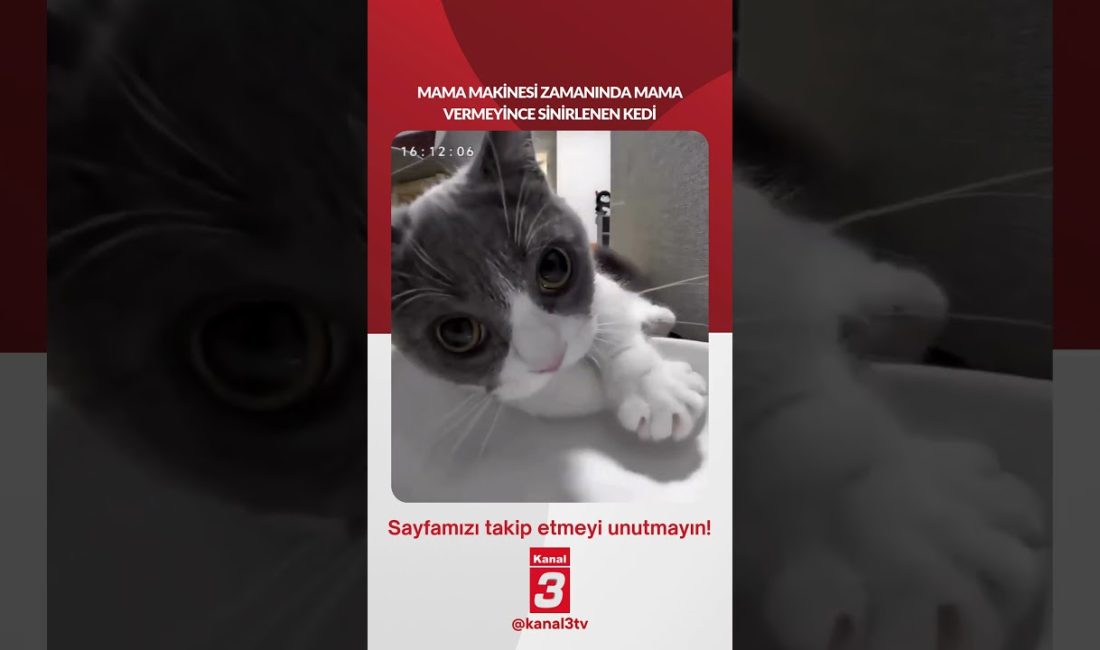 Mama makinesi zamanında mama vermeyince sinirlenen kedi… 📶https://kanal3.com.tr/ Sosyal Medya