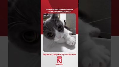 Mama makinesi zamanında mama vermeyince sinirlenen kedi… 📶https://kanal3.com.tr/ Sosyal Medya