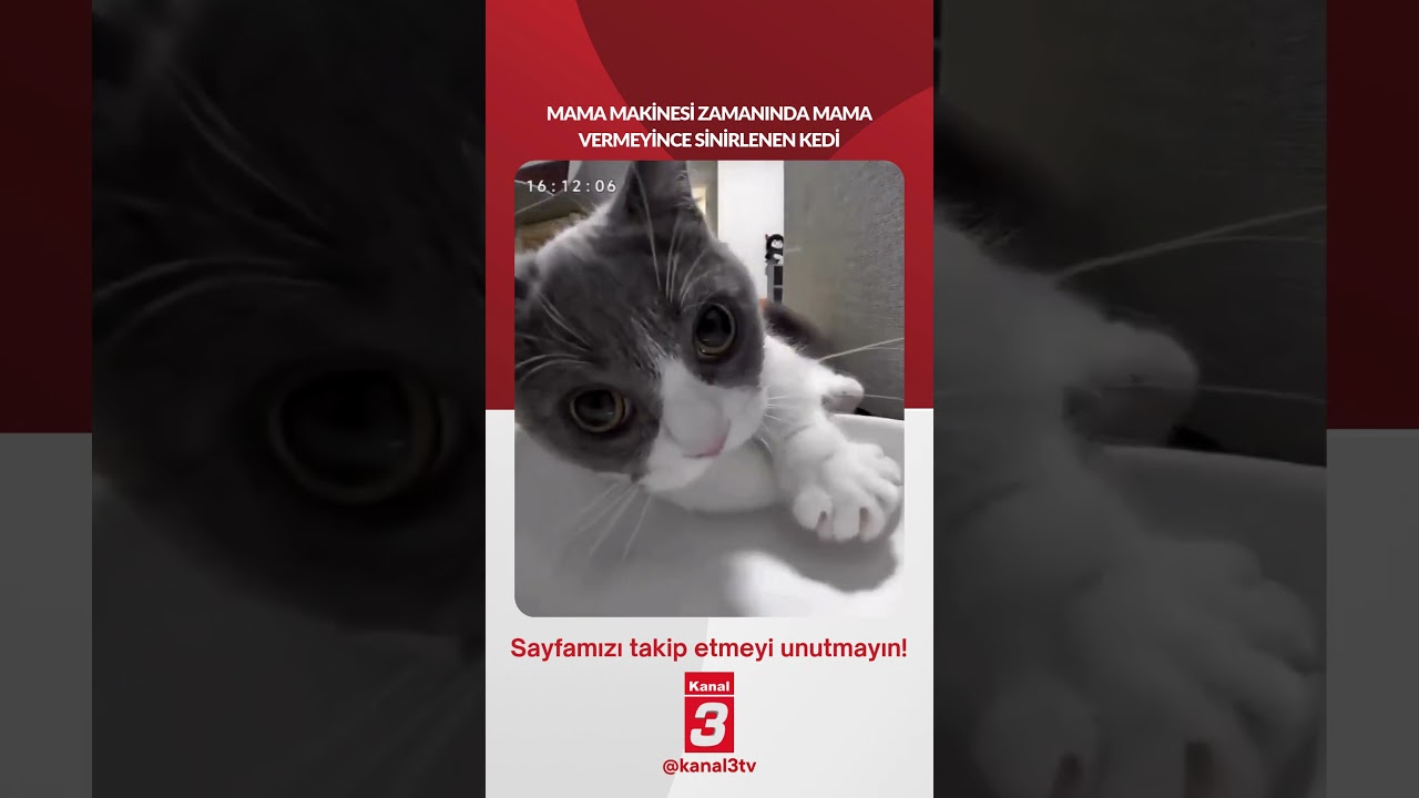 Mama makinesi zamanında mama vermeyince sinirlenen kedi… 📶https://kanal3.com.tr/ Sosyal Medya
