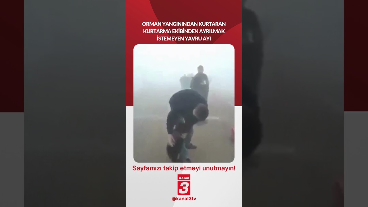 Orman yangınından kurtaran kurtarma ekibinden ayrılmak istemeyen yavru ayı… 📶https://kanal3.com.tr/