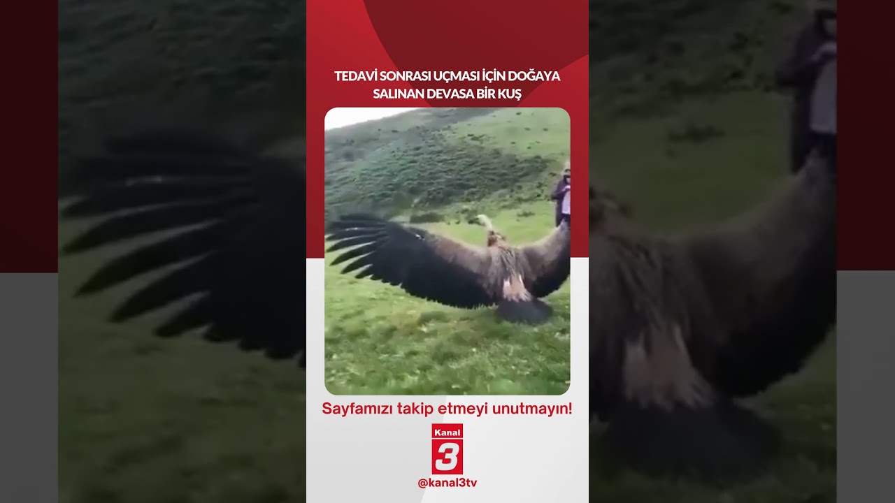 Tedavi sonrası uçması için doğaya salınan devasa bir kuş… 📶https://kanal3.com.tr/