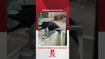 Kanal 3Sal, Ağustos 25, 2026 12:00pmURL:Embed:KARGANIN İNANILMAZ ZEKÂSI 📶https://kanal3.com.tr/ Sosyal