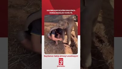 Kanal 3Per, Ağustos 6, 2026 10:00amURL:Embed:Kaldırılamayacağını anlayınca morali bozulan yavru