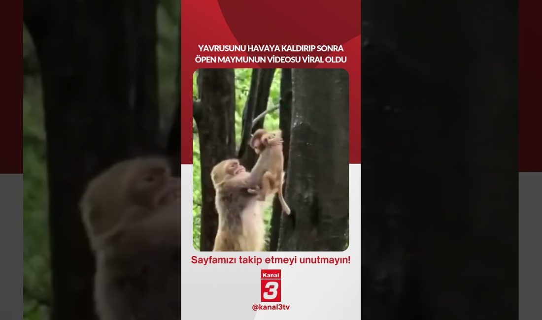 Yavrusunu havaya kaldırıp sonra öpen maymunun videosu viral oldu… 📶https://kanal3.com.tr/