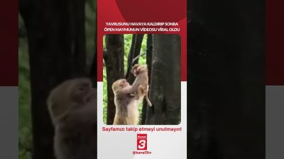 Yavrusunu havaya kaldırıp sonra öpen maymunun videosu viral oldu… 📶https://kanal3.com.tr/