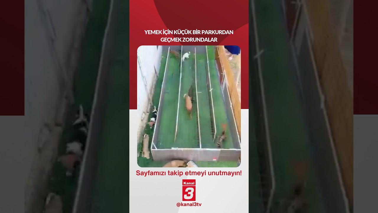 Yemek için küçük bir parkurdan geçmek zorundalar… 📶https://kanal3.com.tr/ Sosyal Medya
