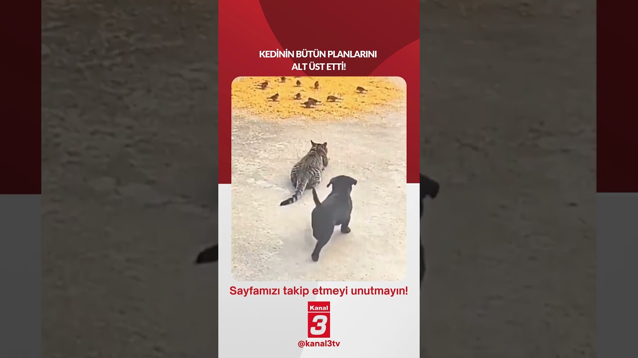 Kedinin bütün planlarını alt üst etti! 📶https://kanal3.com.tr/ Sosyal Medya Hesaplarımızı
