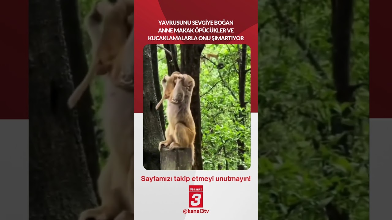 Yavrusunu sevgiye boğan anne makak öpücükler ve kucaklamalarla onu şımartıyor…