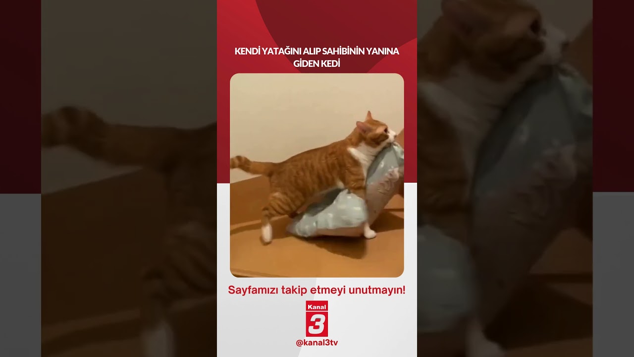 KENDİ YATAĞINI ALIP SAHİBİNİN YANINA GİDEN KEDİ 📶https://kanal3.com.tr/ Sosyal Medya