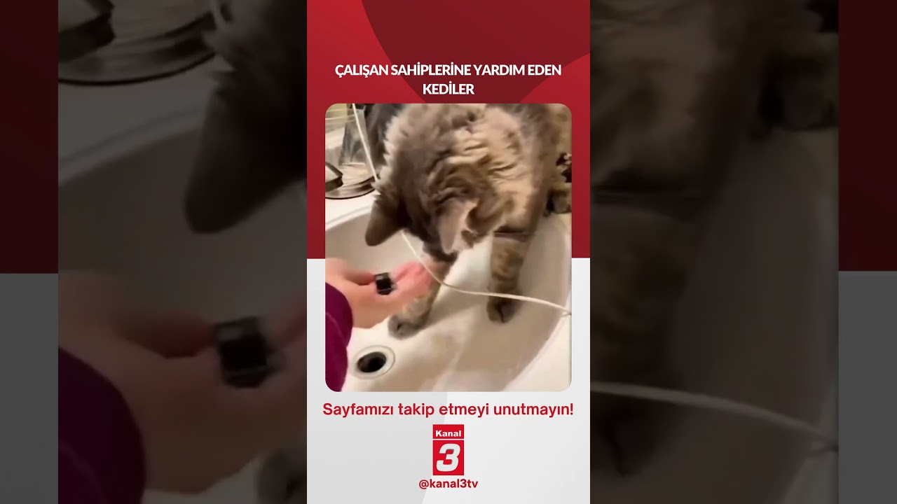 ÇALIŞAN SAHİPLERİNE YARDIM EDEN KEDİLER 📶https://kanal3.com.tr/ Sosyal Medya Hesaplarımızı Takip