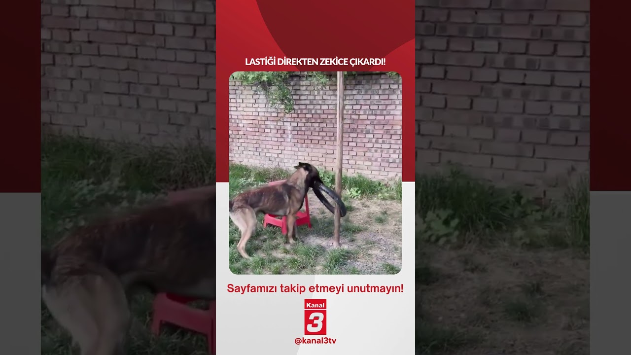 Lastiği direkten zekice çıkardı! 📶https://kanal3.com.tr/ Sosyal Medya Hesaplarımızı Takip Ederek