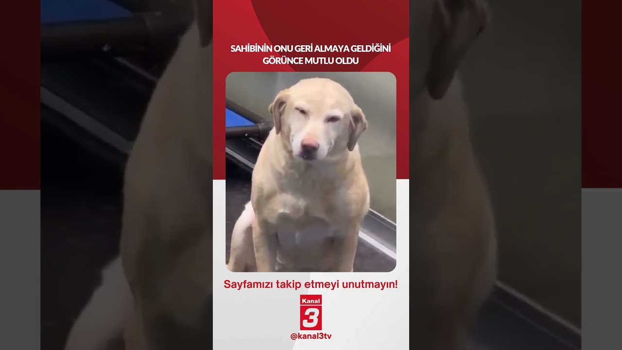 Sahibinin onu geri almaya geldiğini görünce mutlu oldu… 📶https://kanal3.com.tr/ Sosyal