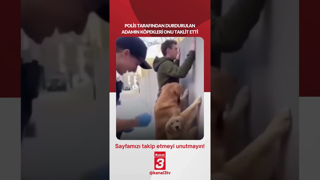 Polis tarafından durdurulan adamın köpekleri onu taklit etti… 📶https://kanal3.com.tr/ Sosyal