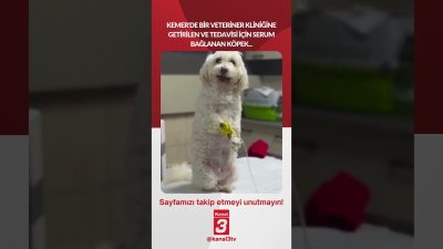 Kanal 3Çar, Ağustos 26, 2026 12:00pmURL:Embed:Kemer’de bir veteriner kliniğine getirilen