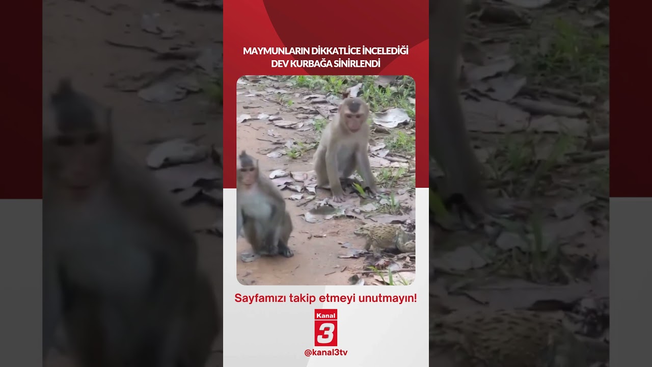 Maymunların dikkatlice incelediği dev kurbağa sinirlendi… 📶https://kanal3.com.tr/ Sosyal Medya Hesaplarımızı
