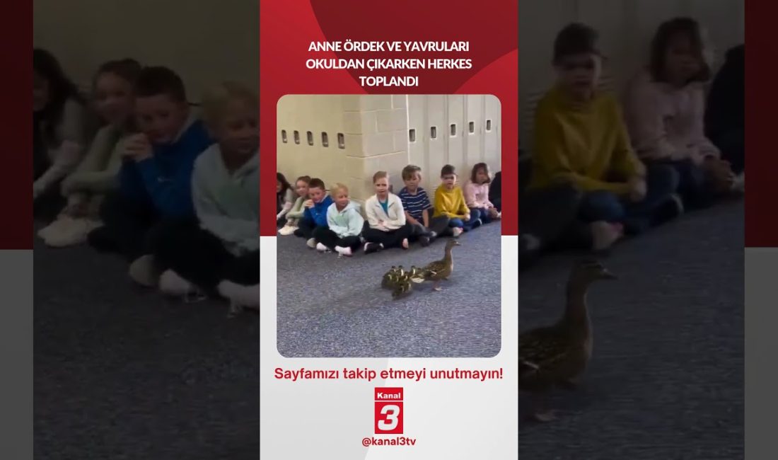 ANNE ÖRDEK VE YAVRULARI OKULDAN ÇIKARKEN HERKES TOPLANDI 📶https://kanal3.com.tr/ Sosyal