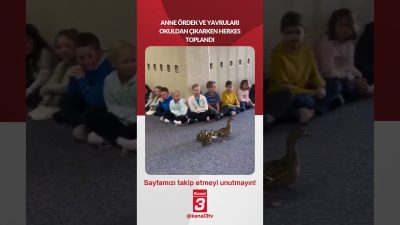 Kanal 3Çar, Ağustos 26, 2026 2:00pmURL:Embed:ANNE ÖRDEK VE YAVRULARI OKULDAN