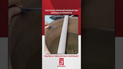 Kanal 3Per, Ağustos 13, 2026 10:00amURL:Embed:Okçu balığı, böcekleri düşürmek için