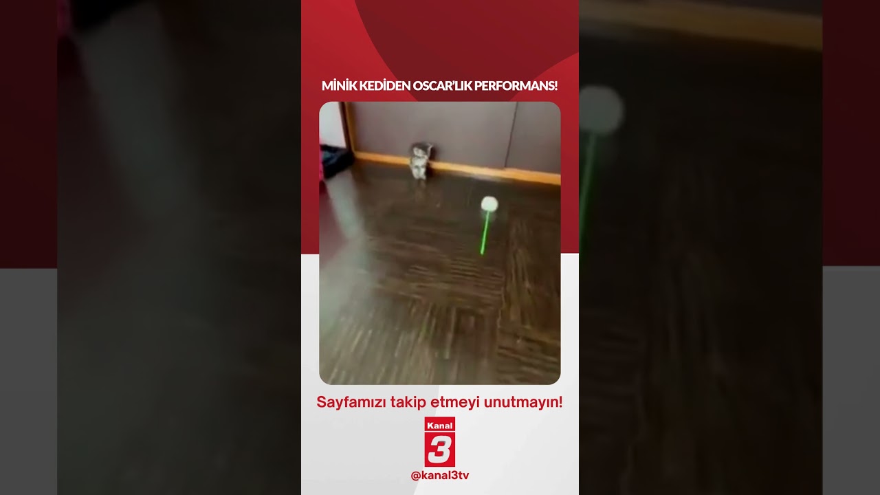 Minik kediden Oscar’lık performans… 📶https://kanal3.com.tr/ Sosyal Medya Hesaplarımızı Takip Ederek