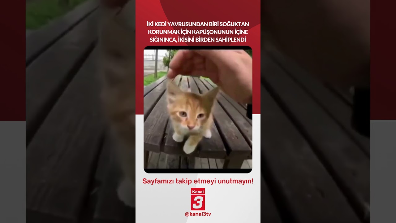 Kedi yavrularından biri soğuktan korunmak için kapüşonunun içine sığınınca, ikisini