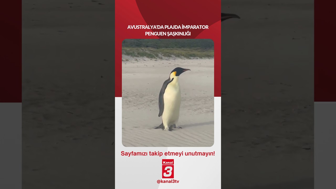 AVUSTRALYA’DA PLAJDA İMPARATOR PENGUEN ŞAŞKINLIĞI 📶https://kanal3.com.tr/ Sosyal Medya Hesaplarımızı Takip