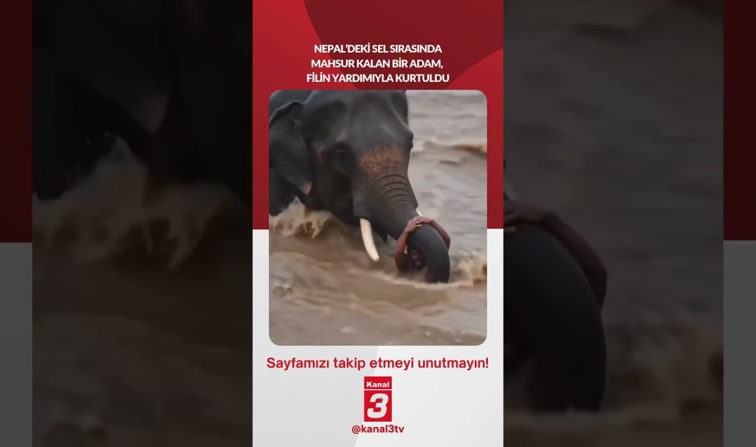 Nepal’deki sel sırasında mahsur kalan bir adam, filin yardımıyla kurtarıldı…