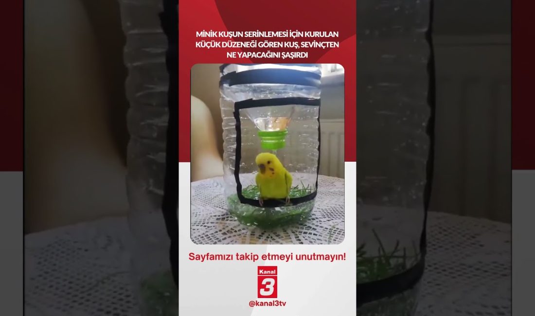 Minik kuşun serinlemesi için kurulan küçük düzeneği gören kuş, sevinçten