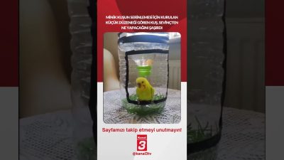 Minik kuşun serinlemesi için kurulan küçük düzeneği gören kuş, sevinçten