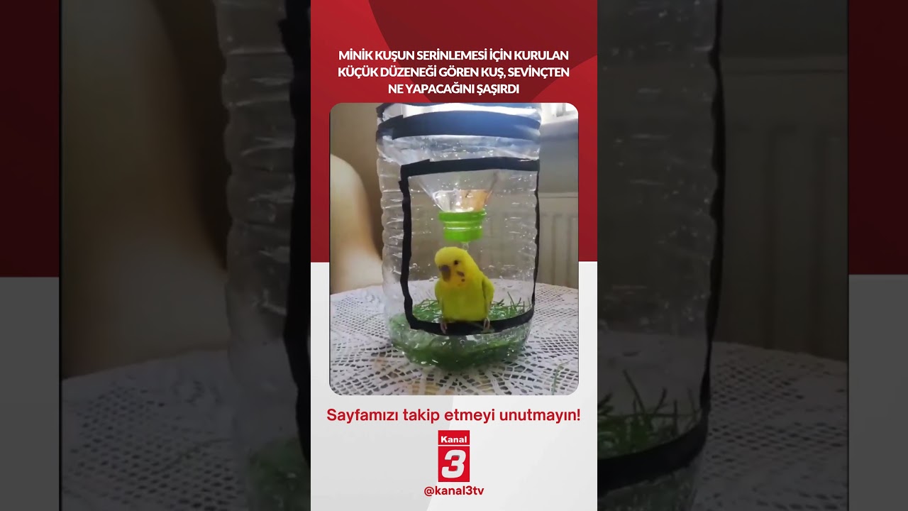 Minik kuşun serinlemesi için kurulan küçük düzeneği gören kuş, sevinçten