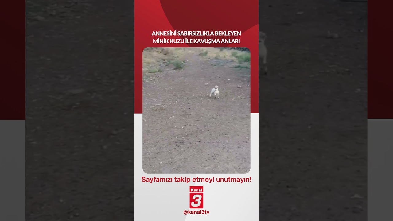 Annesini sabırsızlıkla bekleyen minik kuzu ile kavuşma anları… 📶https://kanal3.com.tr/ Sosyal